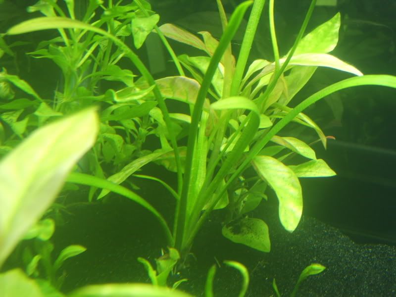 Plants releasing bubbles?